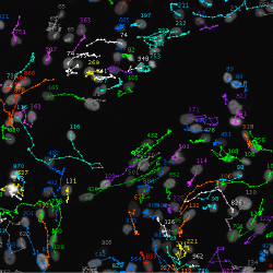 Automatic Cell Tracking in Microscopy Images